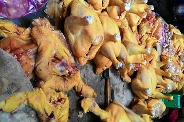 Chất độc nhuộm gà vàng chủ yếu dùng cho gà công nghiệp?