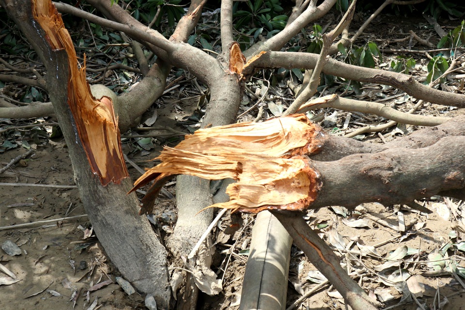 Nông dân “khóc ròng” nhìn vườn cây ăn quả tan hoang sau bão số 9 - 8 Nông dân “khóc ròng” nhìn vườn cây ăn quả tan hoang sau bão số 9 - 8