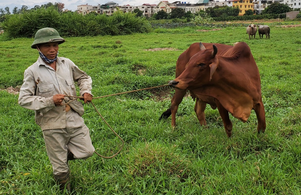 Hà Nội: Cấm chăn nuôi trong nội thành, người dân chuyển nghề ra sao? - 2 Hà Nội: Cấm chăn nuôi trong nội thành, người dân chuyển nghề ra sao? - 2