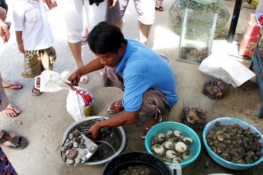 Ra Cù Lao Chàm thưởng thức hải sản tươi sống “giẫy đành đạch”