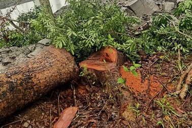 Dân kiện Chủ tịch huyện ra tòa trong vụ xử phạt chặt cây xanh