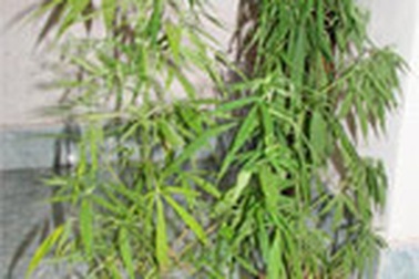 Một kỹ sư sinh học thuê nông dân trồng cần sa