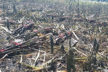 Bà hỏa thiêu rụi hơn 3.000 m2 mía