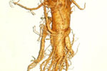 Phụ nữ mang thai có nên dùng nhân sâm? 