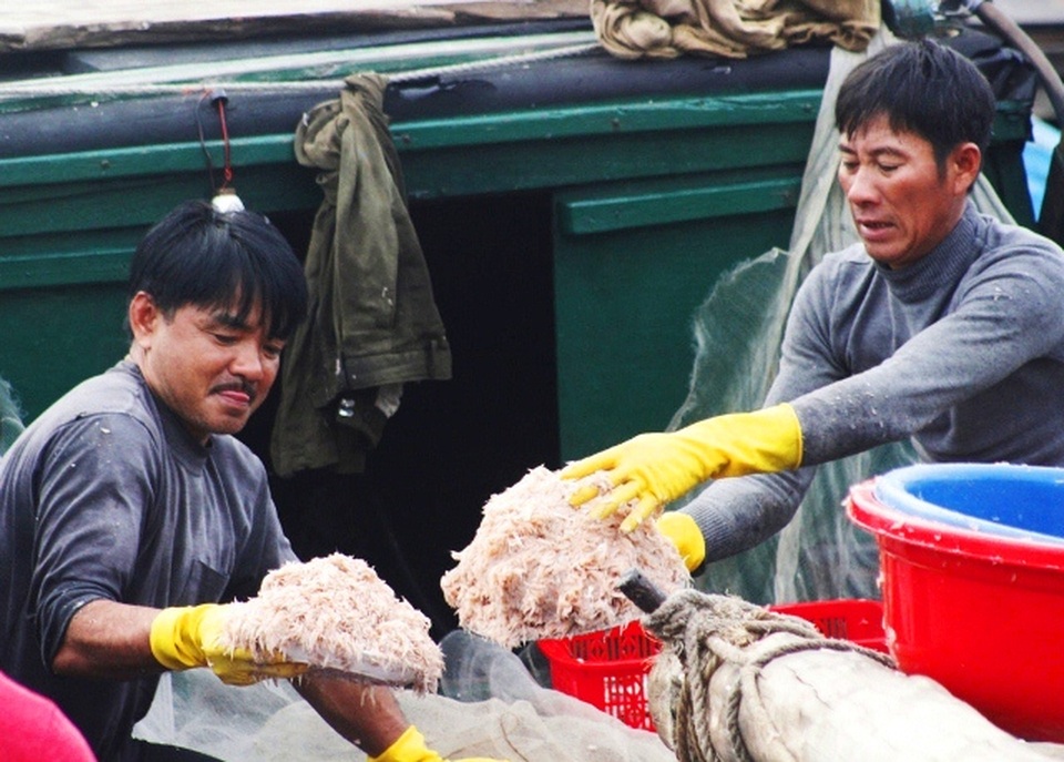 Kiếm 10 triệu/đêm, nhờ ra biển xúc hàng tấn con nhảy lao xao - 1 Kiếm 10 triệu/đêm, nhờ ra biển xúc hàng tấn con nhảy lao xao - 1