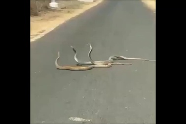 Cuộc chiến tay ba của rắn để tranh giành bạn tình