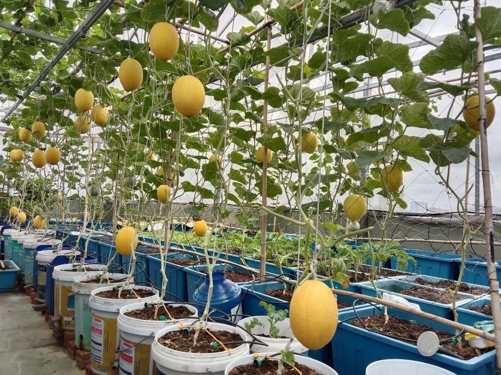 Ông bố mát tay làm vườn dưa lưới, thu hoạch 150kg/vụ ở Sài Gòn - 3