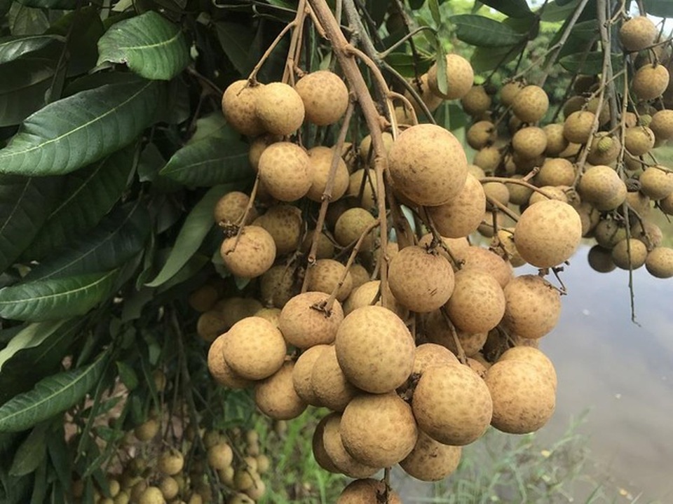 Tham tán Trung Quốc khen nhãn lồng Hưng Yên cùi dày và rất ngon - 2 Tham tán Trung Quốc khen nhãn lồng Hưng Yên cùi dày và rất ngon - 2