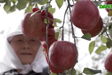 Bí mật đằng sau trái táo Nhật trong veo như mật ong, đắt bậc nhất thế giới