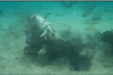 Hai con mực nang đực đánh nhau dữ dội để giành giật bạn đời