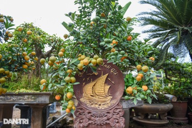 Độc đáo quất bonsai "thuận buồm xuôi gió" "cháy hàng" dịp Tết