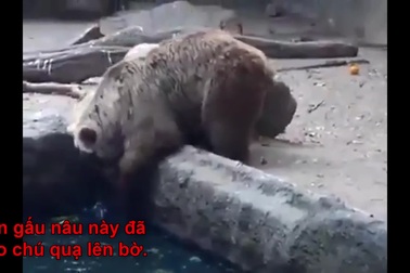 Gấu nâu giải cứu quạ khỏi bị chết đuối