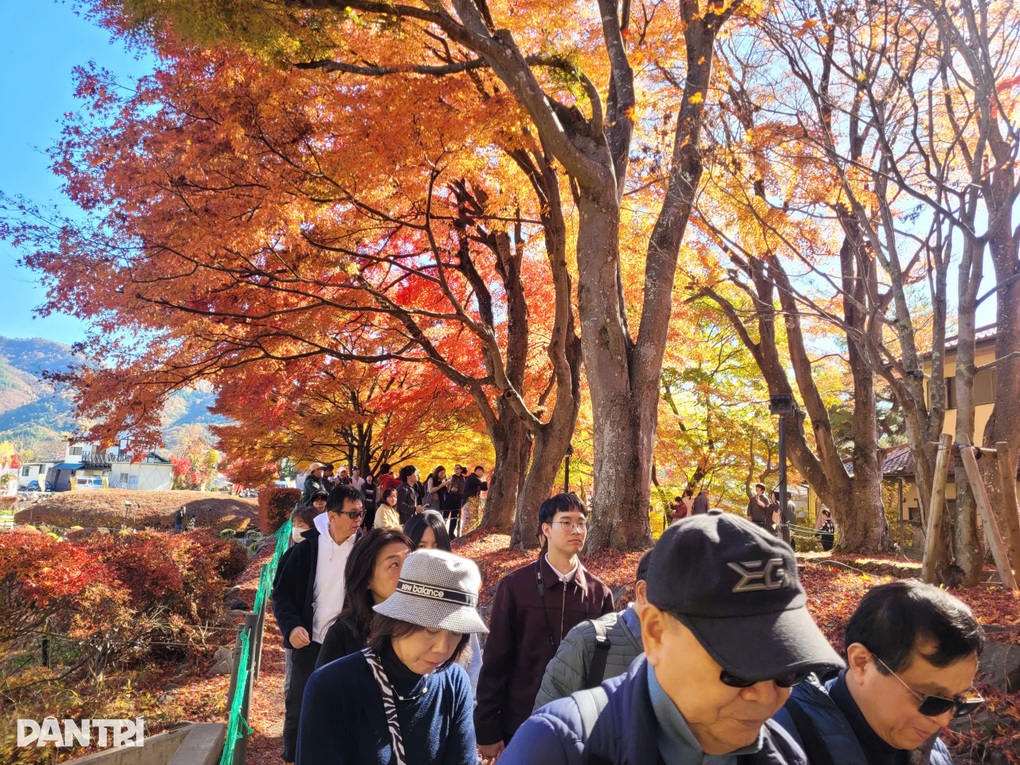 Con đường lá đỏ ở Nhật Bản hút khách săn ảnh núi Phú Sĩ soi bóng - 5
