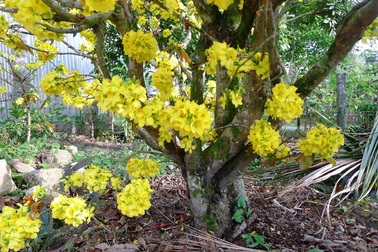 Trầm trồ trước “lão mai” gần 100 tuổi… cuồn cuộn nở hoa từ thân