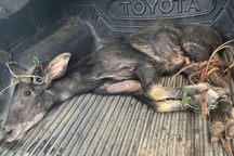 Đang chở sơn dương quý hiếm đi tiêu thụ thì bị phát hiện