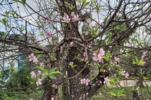 “Thủ phủ” đào dưới chân núi Ngàn Nưa vào vụ Tết