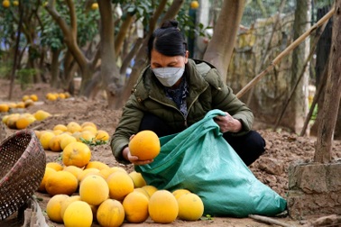 Bưởi Việt Nam chính thức được cấp "visa" sang Hàn Quốc