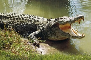 Dắt chó đi dạo, người phụ nữ bị con cá sấu hung dữ cắn đứt tay