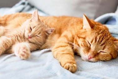Vì sao hầu hết mèo ngủ nghiêng bên trái?