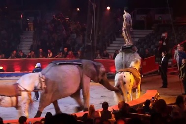 Choáng ngợp xem nghệ sĩ nhào lộn thăng bằng trên lưng voi