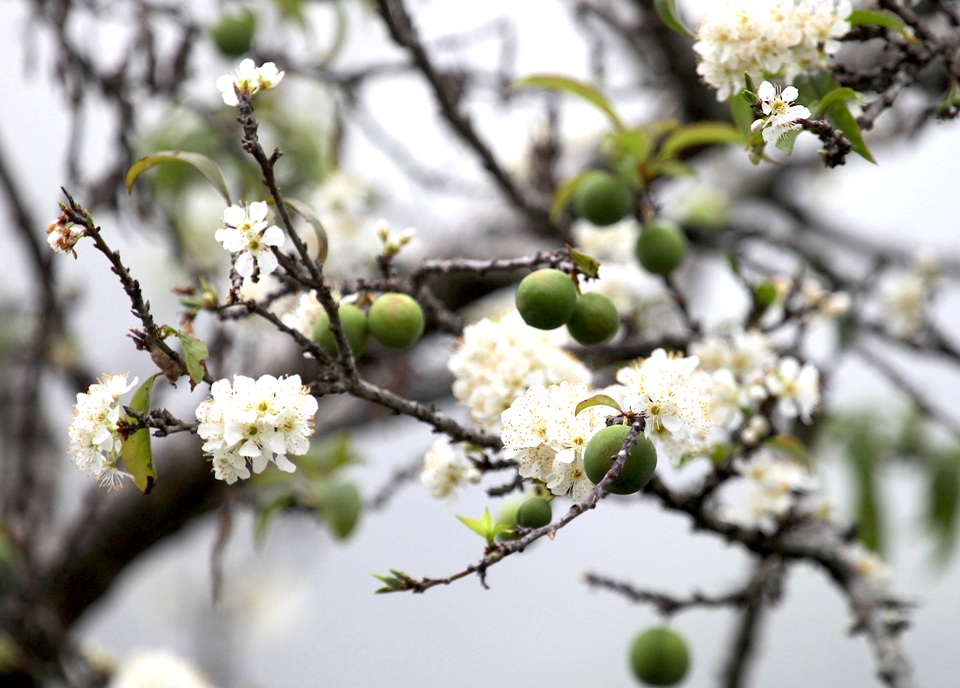 Ngắm thiên đường hoa mận nở nơi Mường Lống những ngày cuối năm - 4 Ngắm thiên đường hoa mận nở nơi Mường Lống những ngày cuối năm - 4
