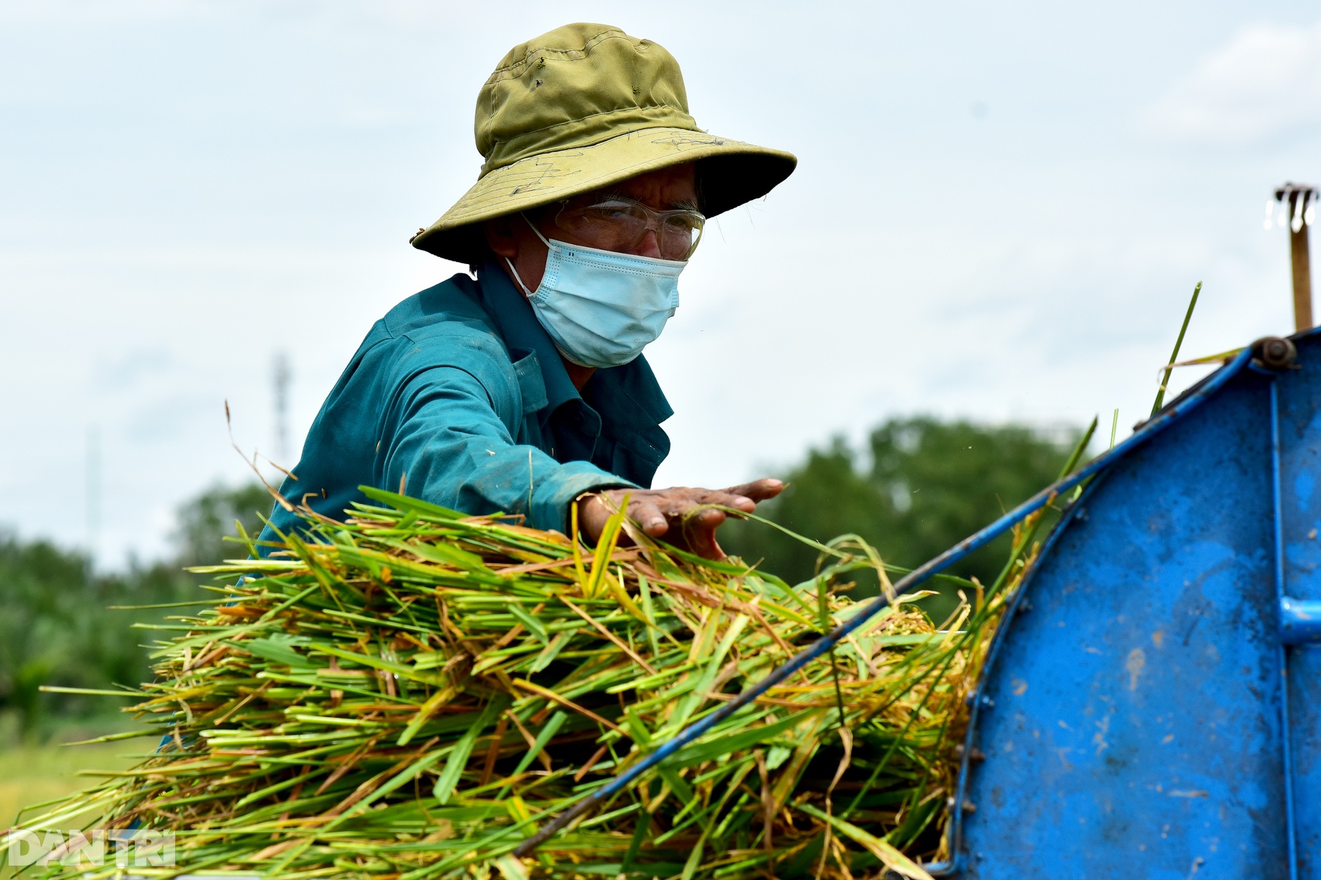 Công nhân_gặt lúa_TP Thủ Đức_Nguyễn Quang_7.jpg