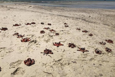 Sao biển ở Phú Quốc chết khô do du khách mang lên bờ chụp ảnh "sống ảo"