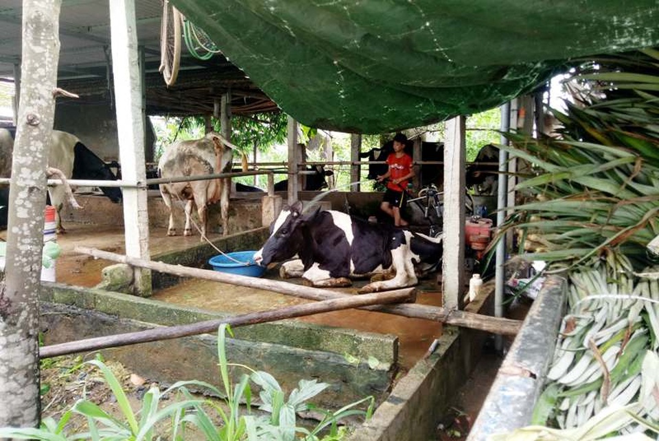 Nuôi bò sữa “án ngữ” trong khu dân cư, cả xóm kêu trời vì ô nhiễm - 7 Nuôi bò sữa “án ngữ” trong khu dân cư, cả xóm kêu trời vì ô nhiễm - 7