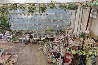 Sen đá, loài cây nhỏ bé nhưng sức sống mãnh liệt kiên cường