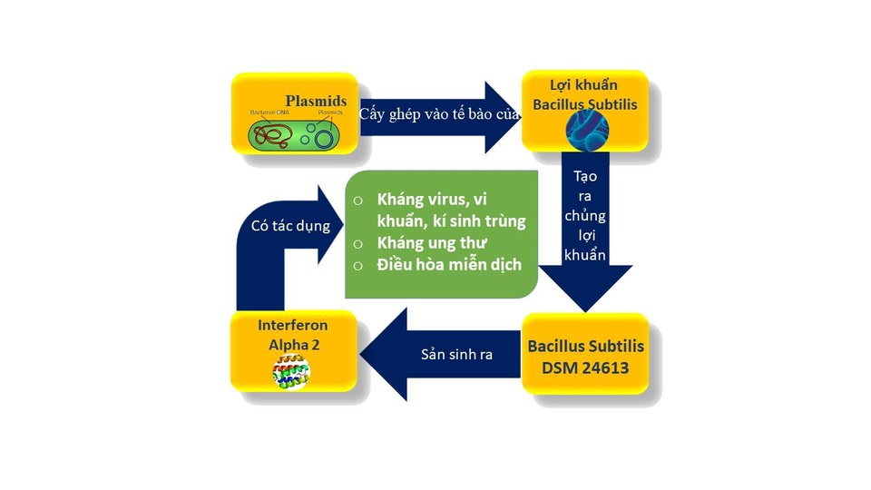 Gia cố hàng rào miễn dịch là lá chắn quan trọng để đẩy lùi COVID-19 - 2 Gia cố hàng rào miễn dịch là lá chắn quan trọng để đẩy lùi COVID-19 - 2