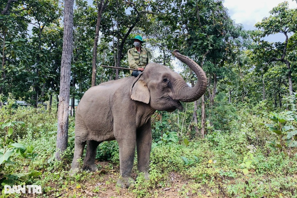 Muốn chăn thả voi trong rừng nhưng lại sợ… voi phá rừng (!?) - 2 Muốn chăn thả voi trong rừng nhưng lại sợ… voi phá rừng (!?) - 2