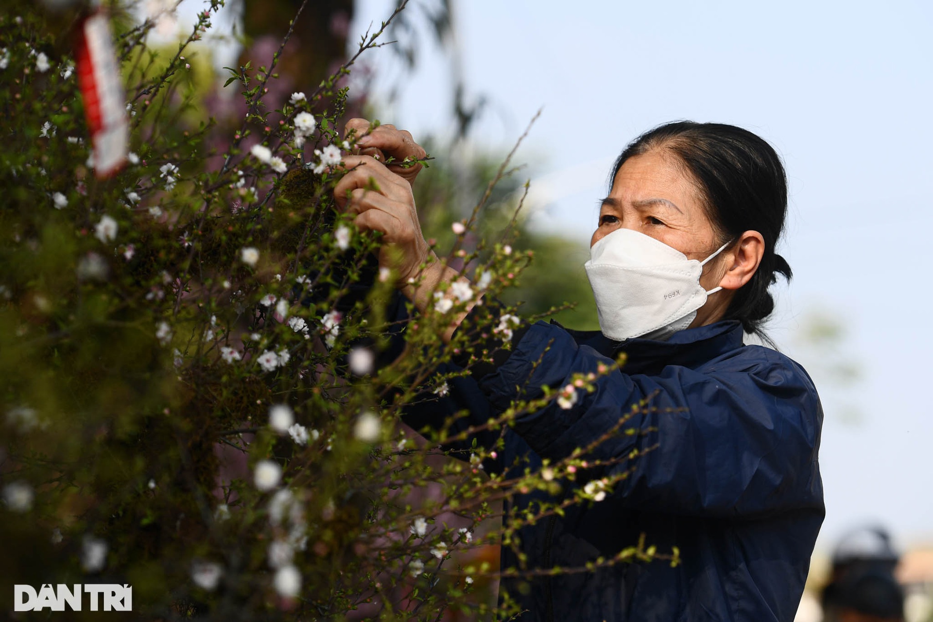 Nhất chi mai 300 triệu đồng bày bán vỉa hè chờ thượng đế rước về chơi Tết - 6