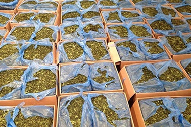 Bộ Công an đề nghị xem ‘lá khat’ là ma túy