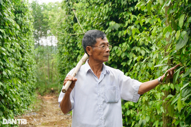 Lão nông 75 tuổi ở Bình Định, tấm gương sáng về tinh thần vươn lên làm giàu