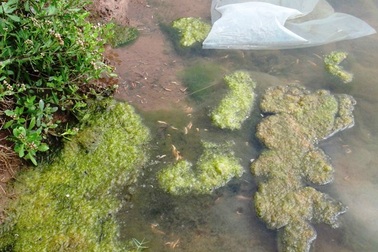 Dân lao đao vì tôm nuôi chết do dịch bệnh