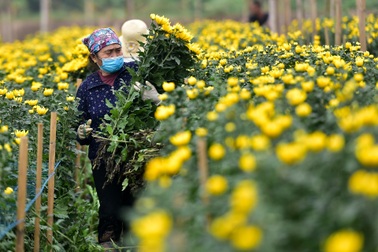 Người dân Tây Tựu rạng rỡ vì trúng vụ hoa cúc Rằm tháng Chạp