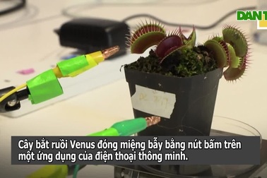 Kì lạ loại "cây rô bốt" bắt ruồi tài tình và "bắt bệnh" cây trồng