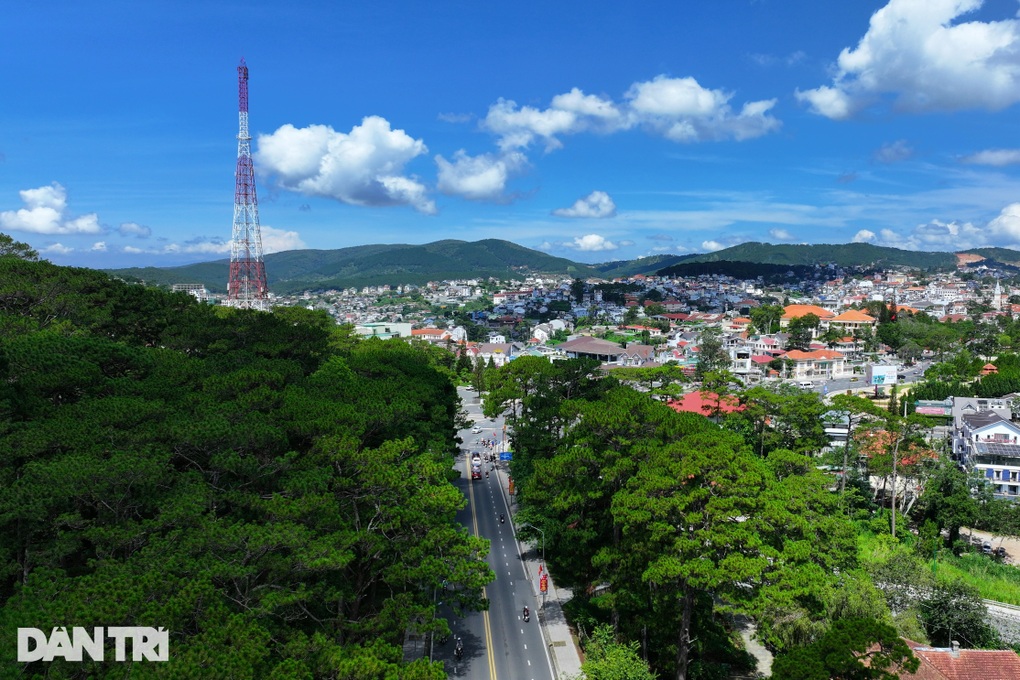 Đà Lạt đề xuất chặt hạ 108 cây thông ba lá để làm đường - 1 Đà Lạt đề xuất chặt hạ 108 cây thông ba lá để làm đường - 1