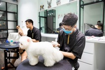 Dịch vụ đón thú cưng đi tắm, giải khuây cho chó mèo 'đắt hàng' mùa dịch