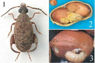 Tạm ngừng nhập khẩu hàng loạt nông sản từ Indonesia