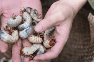 Món ăn từ ấu trùng bọ hung trở thành đặc sản, nhiều người tấm tắc khen ngon