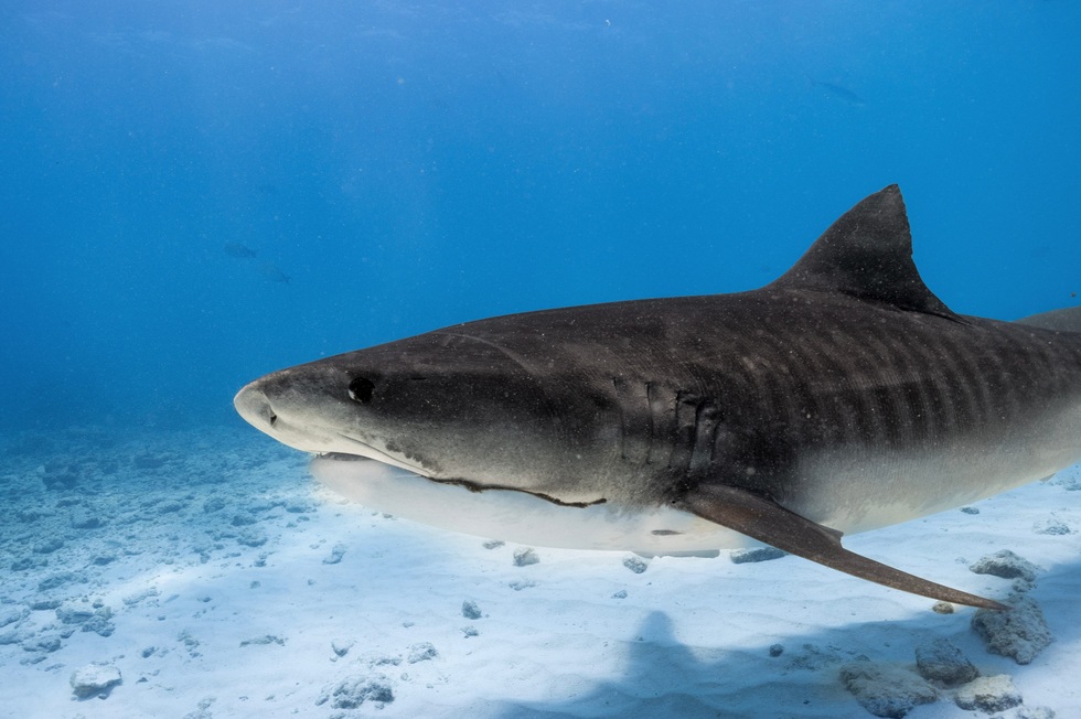 Khách Việt chi 50 triệu đồng và hành trình săn cá mập khát máu ở Maldives - 7 Khách Việt chi 50 triệu đồng và hành trình săn cá mập khát máu ở Maldives - 7