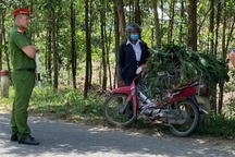 Ngụy trang lợn bệnh, chở từ đồng bằng lên miền núi tiêu thụ