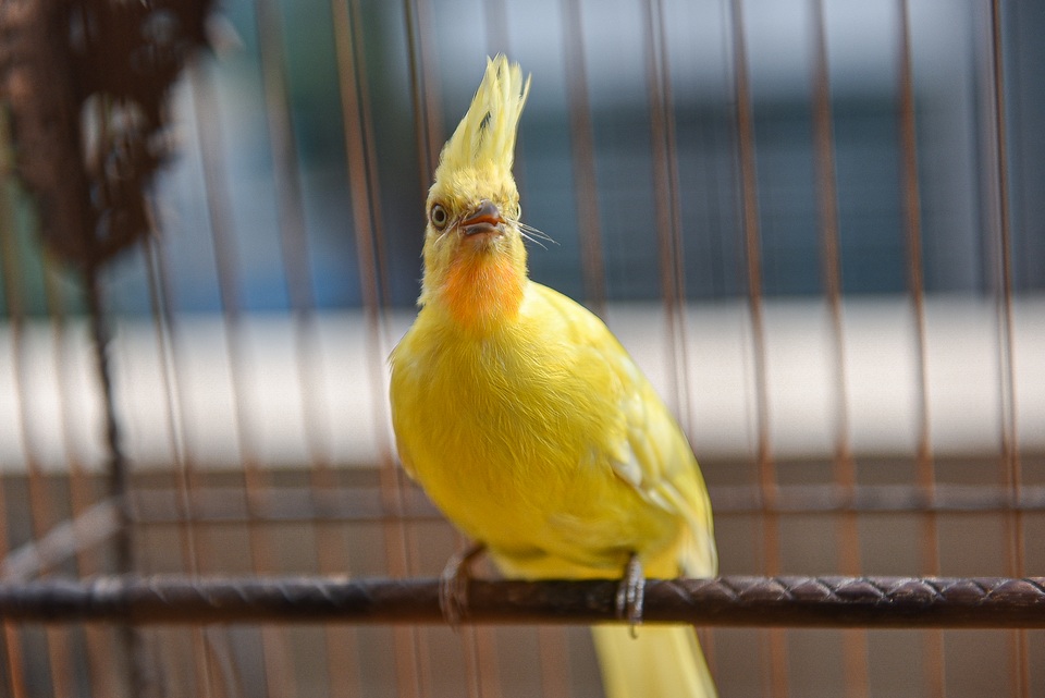 5 lần 7 lượt lên núi mua hoàng mào, đại gia từ chối bán dù được trả tiền tỷ - 13