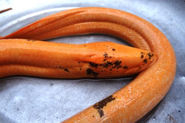 Ầm ĩ kéo nhau đi xem lươn “hóa rồng”