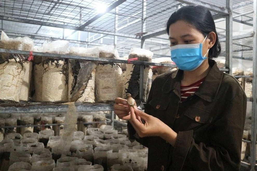 Trồng loại nấm mới và khó tính, nông dân có thu nhập ổn định - 4