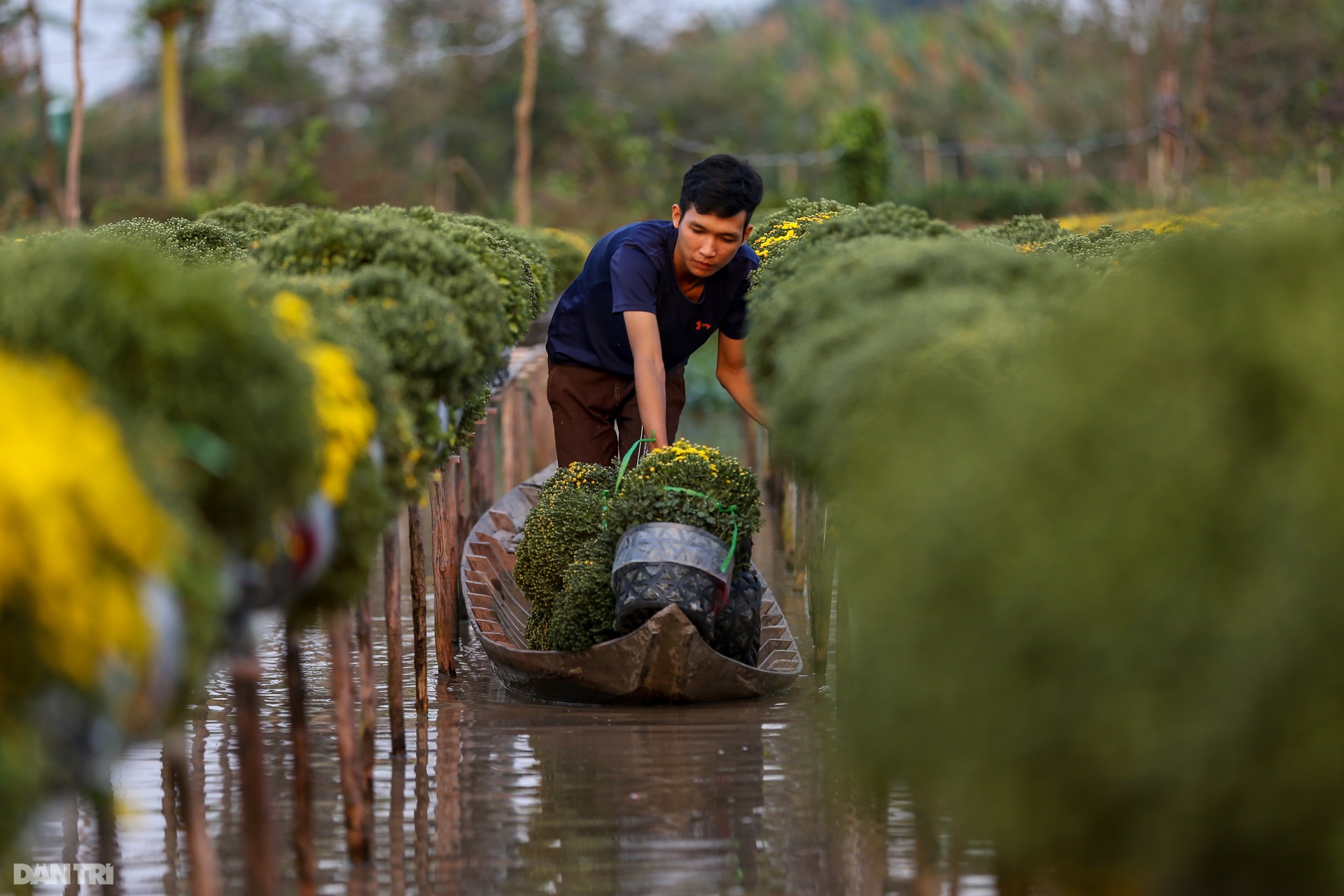 Làng hoa lớn nhất miền Tây vào vụ Tết - 11