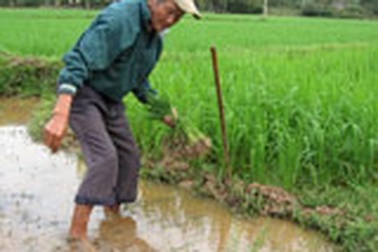 Cụ già 90 tuổi vẫn cày ruộng kiếm sống