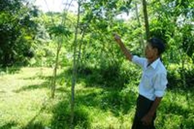 Dân đổ xô mua cây sưa giống