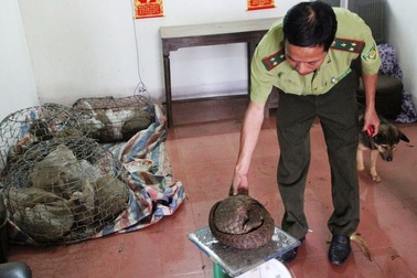 Bàn giao 15 cá thể tê tê quý hiếm cho Vườn quốc gia Cúc Phương